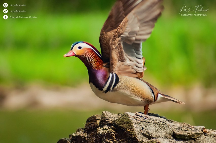 To zdjęcie kaczki mandarynki trafiło do National Geographic.