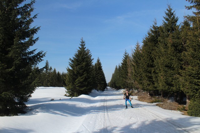 Połowa kwietnia, a w Jakuszycach wciąż można jeszcze biegać na nartach. Wczoraj rano był jeszcze mróz, w środę temperatura zrobiła się dodatnia. Rano było +4, w ciągu dnia prognozy przewidywały nawet +12 stopni ciepła. W takich warunkach ratrak na trasy już nie wyjeżdża, a śniegu ubywa, wciąż jednak na wielu kilometrach spokojnie można poszaleć na biegówkach. Najlepiej trzymać się tras położonych najwyżej: Samolotu i trasy na kopalnię, z dojściami Dolnym Duktem i Górnym Duktem przez Rozdroże pod Cichą Równią. W czwartek w Jakuszycach też ma być ciepło, ale na sobotę zapowiadane są opady śniegu i niewielki mróz (-2).WAŻNE! Do kolejnych zdjęć przejdziesz za pomocą gestów na Twoim telefonie lub strzałek obok.
