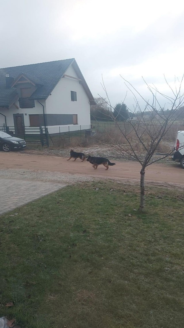 Dwa duże psy od długiego czasu terroryzują mieszkańców Konarzewa. Zaatakowały już 8-letnie dziecko, inne zwierzęta i samochody. Policja cały czas twierdzi, że nic nie może w tej sprawie zrobić, ale czy na pewno?