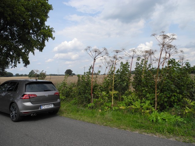 Barszcz Sosnowskiego może dochodzić nawet do sześciu metrów wysokości. W gminie Kępice jest zlokalizowanych kilkadziesiąt  miejsc występowania tej rośliny.