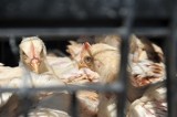 Stowarzyszenie Droga rozdaje kury. Na rosół, jajka i potrawkę (zdjęcia)