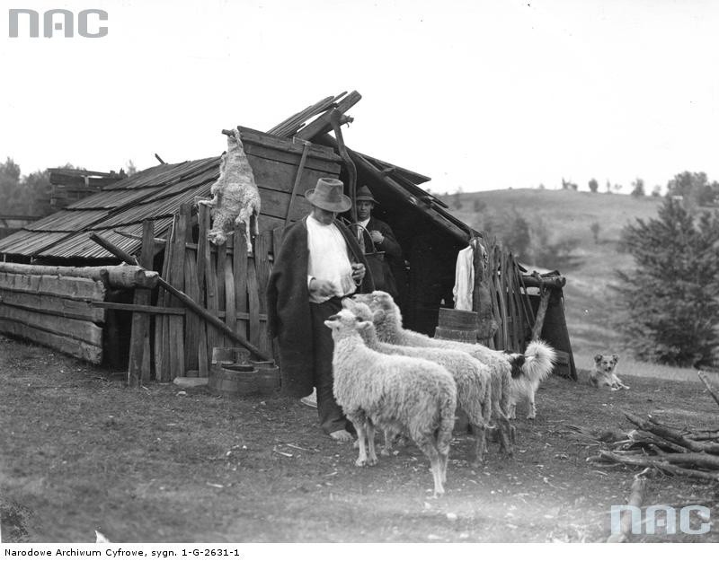 Szałasy pasterskie - pasterz karmiący owce przed wejściem do...