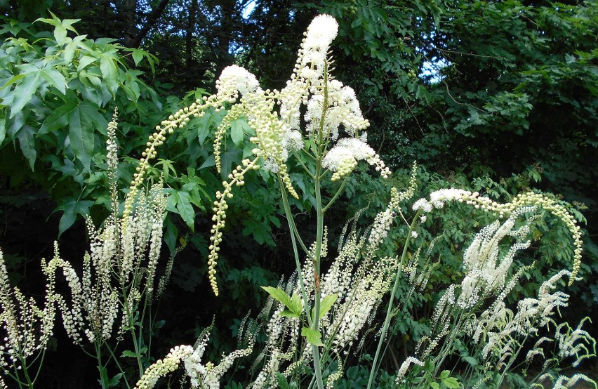 Pluskwica groniasta (Actaea racemosa, inaczej Cimicifuga...