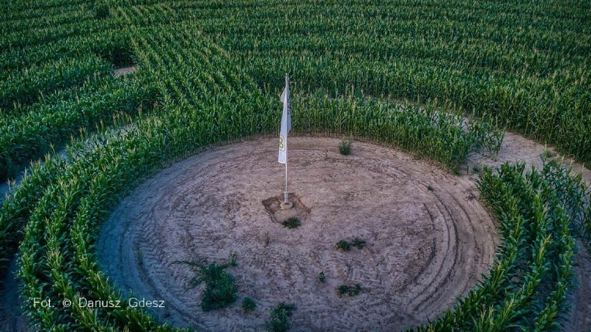 Gigantyczny labirynt w polu kukurydzy na Dolnym Śląsku. Ma...