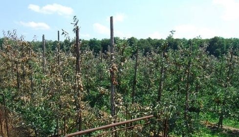 Wygląda na to, że do naszych sadów i na pola wrócą pracownicy z Ukrainy