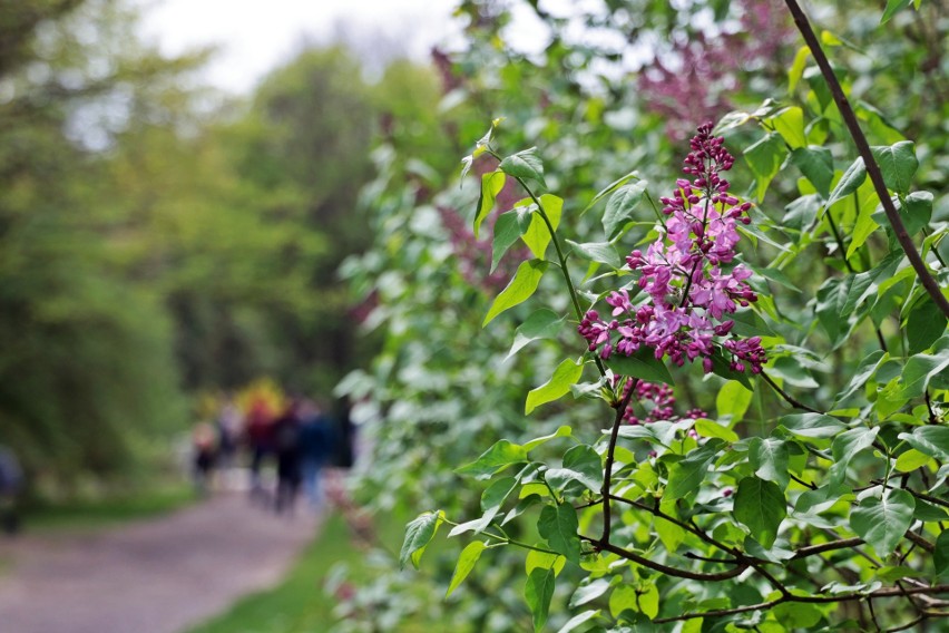 Ogród Botaniczny UMCS otwarty dla gości. Zwiedzających przywitały wiosenne kwiaty. Zobacz fotorelację
