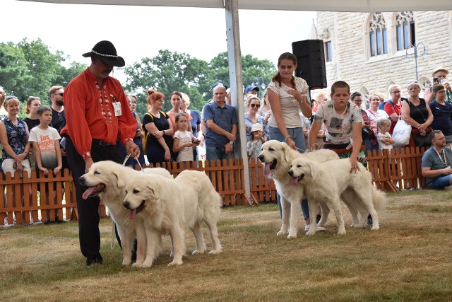 W parku przy zamku w Mosznej trwa wystawa psów rasowych. Przyjechali hodowcy z kilkunastu krajów.