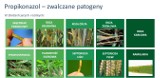 Solidne wsparcie fungicydowe zbóż - Weto 250 EC