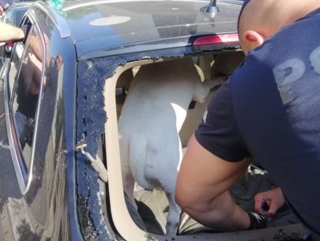 Krakowscy policjanci wraz z inspektorem KTOZ uwolnili psa z nagrzanego samochodu