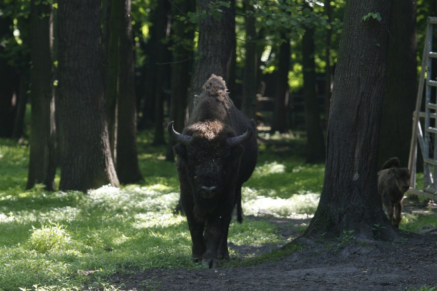 Łomżyński Park Krajobrazowy: Żubr gigant przyszedł pod Łomżę. Trwa tropienie