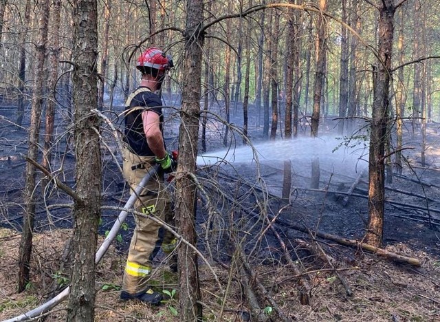 8 czerwca o godz. 17 las palił się przy ul. Lisiej w Małej Nieszawce.