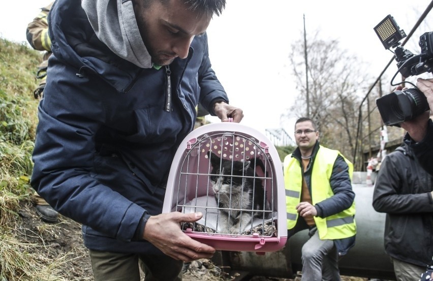 W ratowanie tego kotka była zaangażowana cala Polska