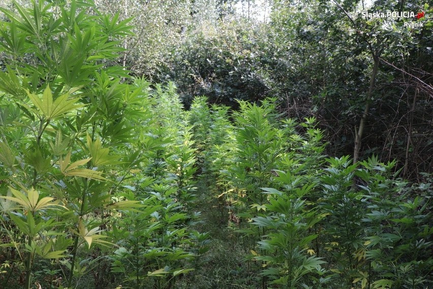 Plantacja marihuany w przydomowym ogródku w Świerklanach. Narkotyki "należały" do 19 i 25 latka. Obu grozi do 10 lat odsiadki 