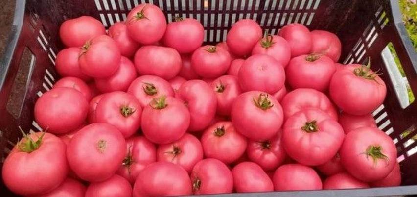 Pomidory malinowe - 7 zł/kg.