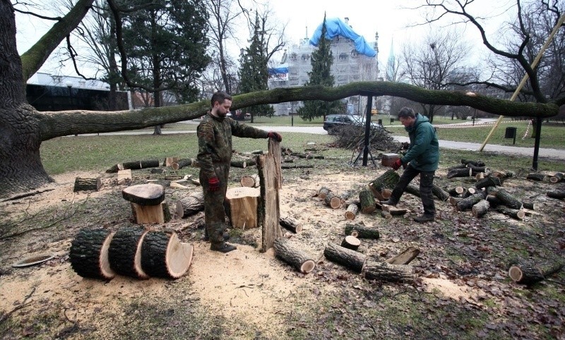 Pocięli Jagosza - dąb w parku im. Klepacza [zdjęcia]