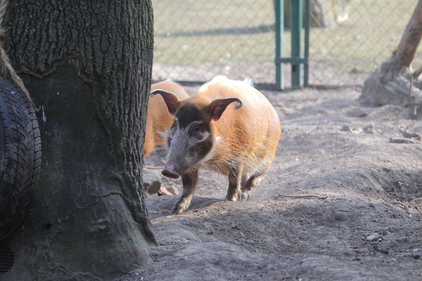 Urodziny Zoo w Poznaniu: Karmienie świń rzecznych i inne...