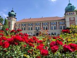 Chcesz posłuchać opowieści o różach zdobiących dawną rezydencję Potockich? Przyjedź w piątek lub sobotę do Łańcuta