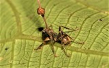 Ten grzyb zamienia mrówki w zombie! Można go spotkać w lasach. Rozwija się w ciele ofiary, a po jej śmierci wyrasta m.in. z ich głów