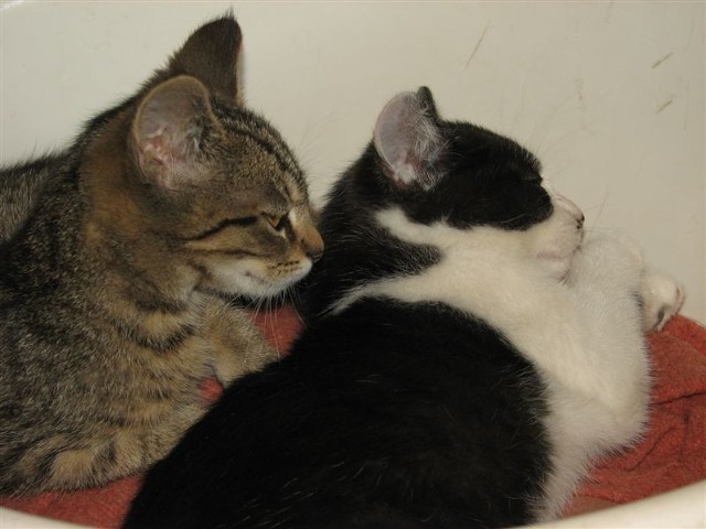 Kotki są w trzech kolorach i w kilku "charakterkach" do wyboru. Te na przykład uparły się spać w misce.
