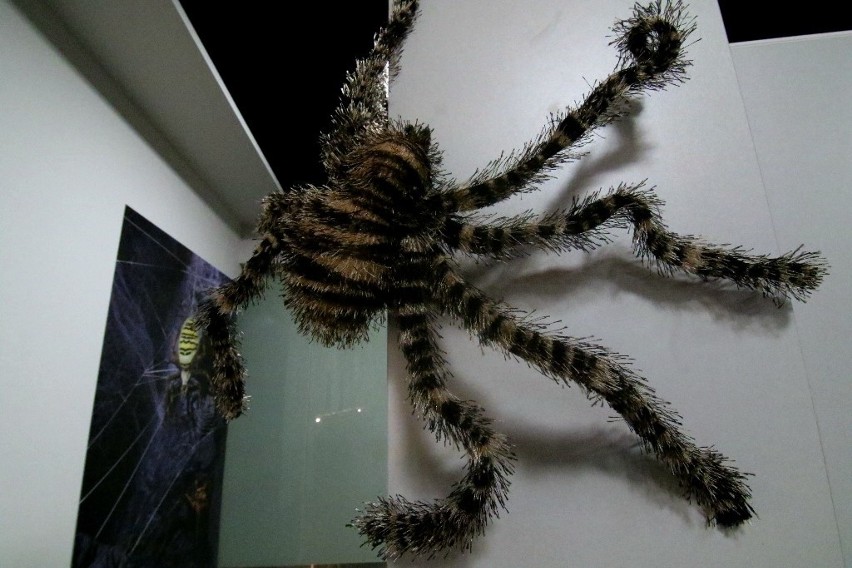 Wystawa pająków w Sky Tower we Wrocławiu potrwa do 28 lutego