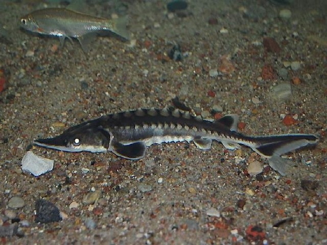 Do Drwęcy trafiło, za sprawą brodnickich wędkarzy, już kilkanaście tysięcy narybku różnych gatunków ryb - także jesiotra ostronosego.