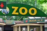 Weekend w Nowym Zoo. Można spotkać się z waranem z Komodo i nakarmić wielbłądy