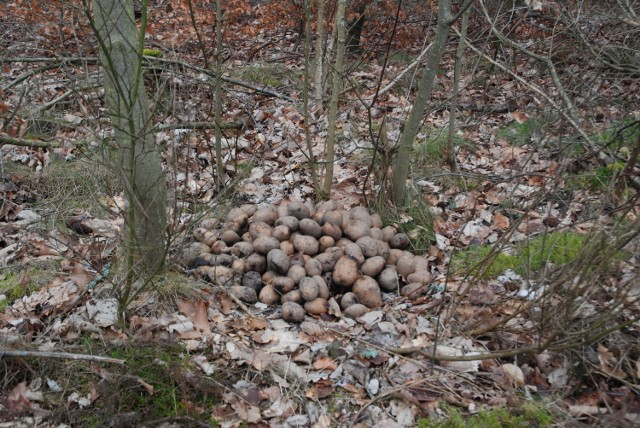 W lasach koło Dobieszewka można znaleźć mniejszy lub większe pryzmy ziemniaków, których dziki nie zjadły.