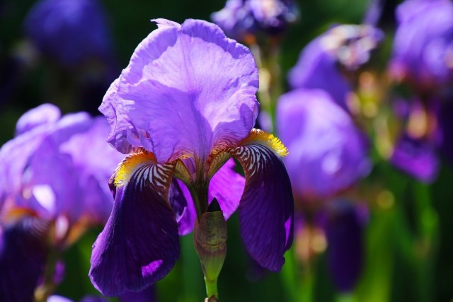 Irysy mają wspaniałe kwiaty. Ich nazwa pochodzi od greckiej bogini tęczy - Iris, bo tak kolorowe są ich kwiaty.
