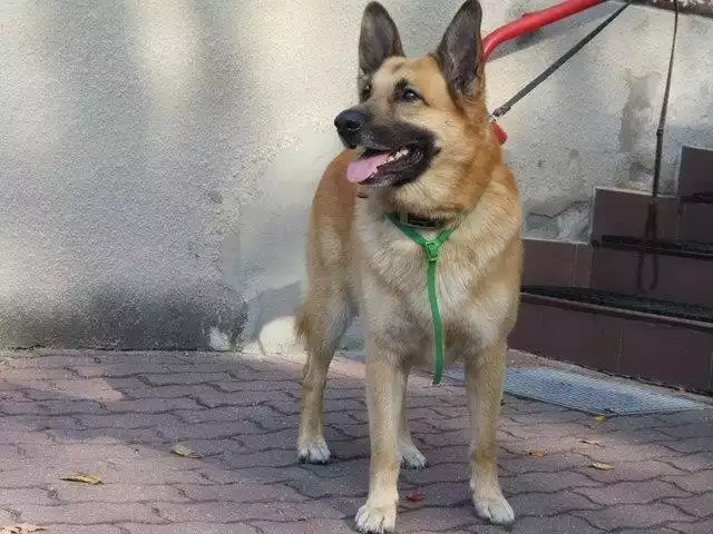 Miłośnicy zwierząt przygarnęli psa, który błąkał się w Skwierzynie. Szukają jego właściciela.