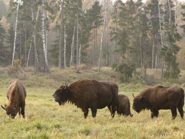 Puszcza Białowieska chroni prawie 600 żubrów