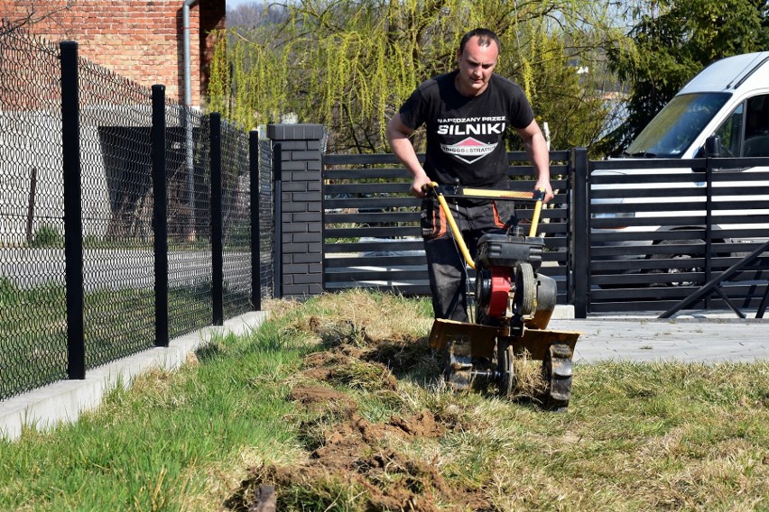 Pierwszy, konieczny etap pracy przy trawniku to przekopanie...