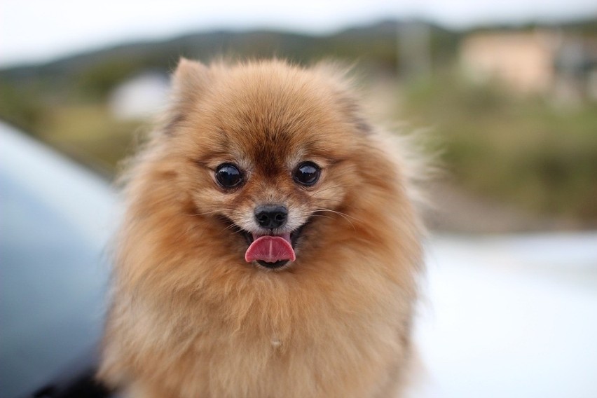 szpic miniaturowy pomeranian...