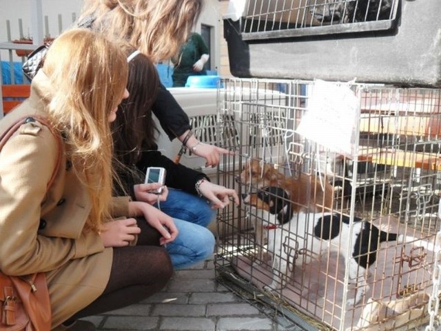 Białobrzescy licealiści zawieźli dary do schroniska dla bezdomnych zwierząt na warszawskim Paluchu. 