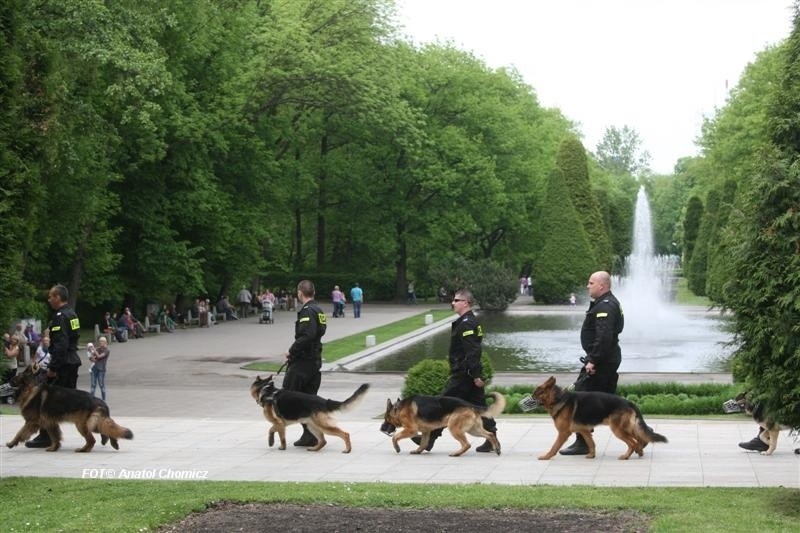 Pokaz tresury psów 