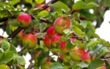 Podlaskie. Nadzwyczajna pomoc skierowana do producentów trzody chlewnej i jabłek wypłacona. Do podlaskich rolników trafiło 7 mln zł