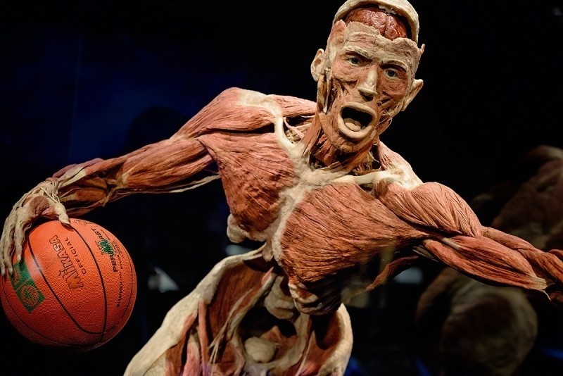 Wystawa ludzkich ciał Body Worlds w Katowicach od 10 lutego