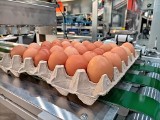 Ministerstwo planuje pomoc dla producentów drobiu i jaj. To rekompensaty dla kolejnej grupy rolników