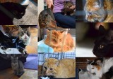 Dzień Kota 2019. Kot do adopcji z Kotkowa. Jakie koty można adoptować? Kiedy sterylizacja (zdjęcia, wideo)