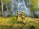 Wielki pożar lasu w miejscowości Gąsawy Kurkoć w gminie Jastrząb. W akcji ponad 50 strażaków i samoloty gaśnicze