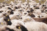 Posiadasz owce, kozy lub świnie? Dokonaj spisu stada nie później niż do 31 grudnia 2021 roku