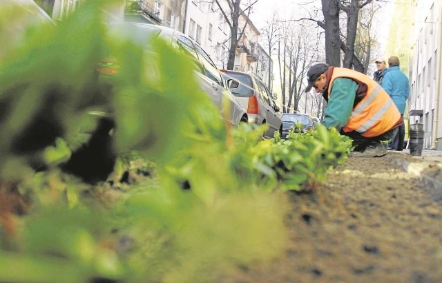 Nowa jednostka miejska ma się zajmować m.in. utrzymaniem skwerów i zieleńców