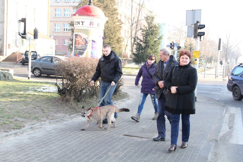 Pamiętacie historię pumy Nubii z Ogrodzieńca, którą...