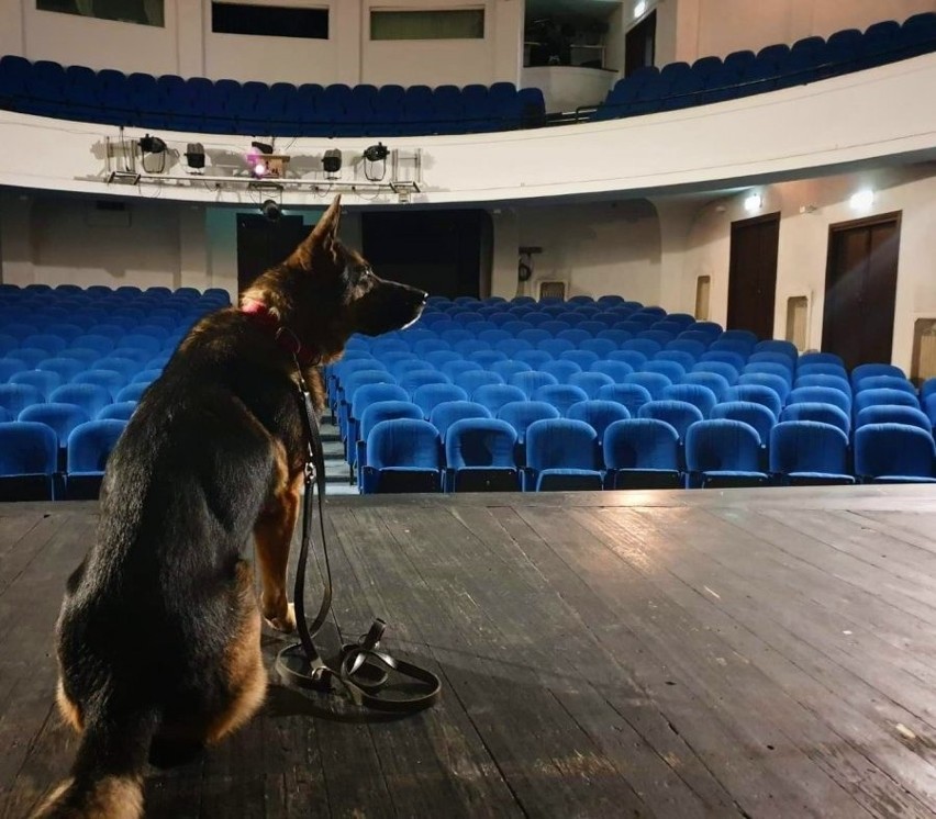 Psy z całego garnizonu szukały narkotyków w teatrze (zdjęcia)