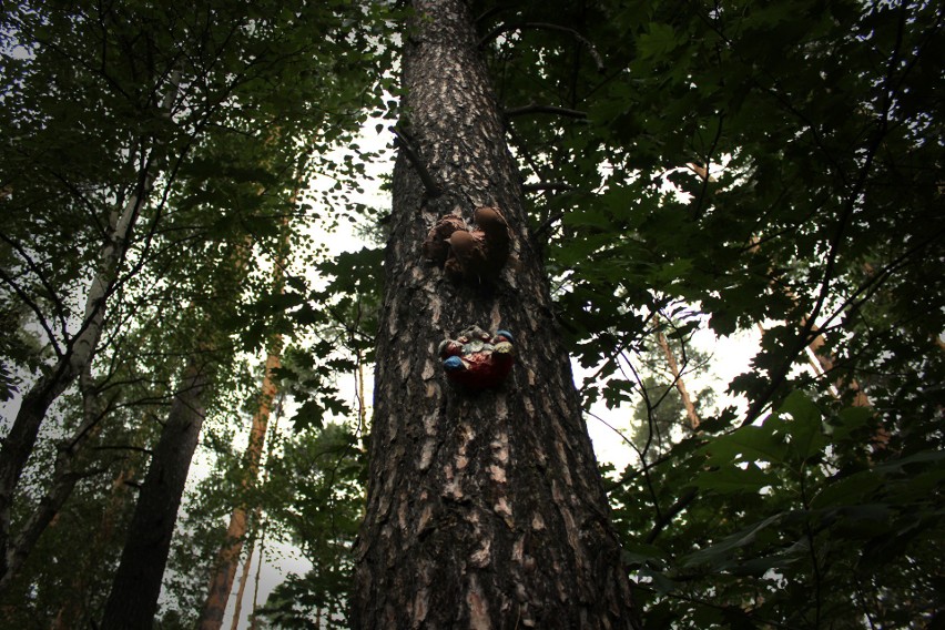 W lesie, w Palowicach ktoś rozwiesił na drzewach maskotki...