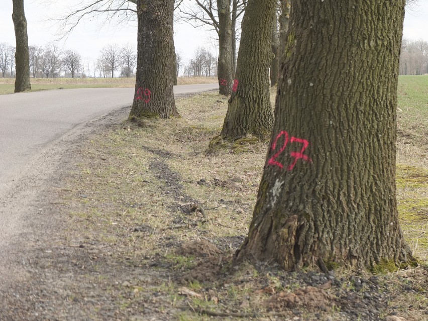 Dorodne drzewa do wycięcia? Na trasie Bukówka – Swochowo mieszkaniec Słupska zauważył oznakowania na pniach