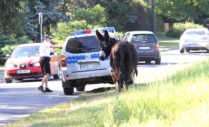 Dwa osły zablokowały ulicę we Wrocławiu