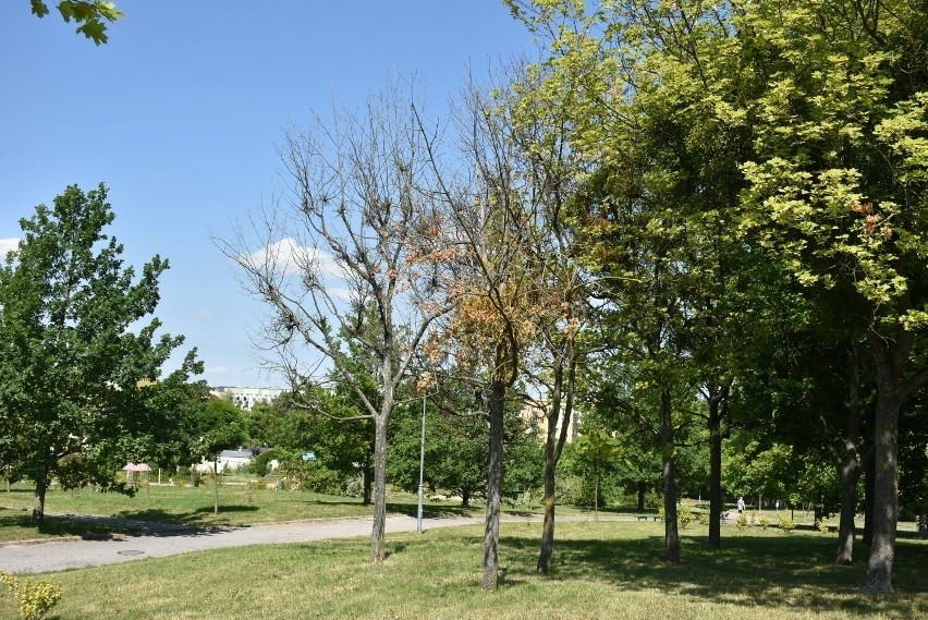 Większość drzew w parku Polan zastało zaatakowane przez...