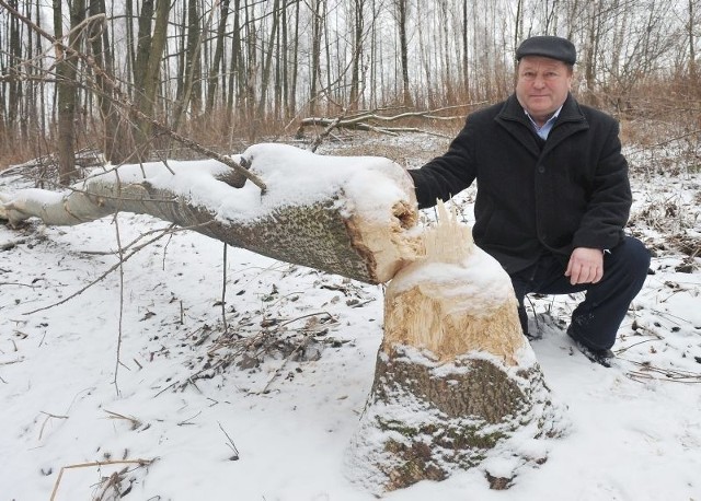 Bobry powaliły  te okazałe drzewa rosnące na działce Stanisława Bartmana, prezesa Podkarpackiej Izby Rolniczej