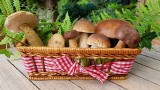 Najlepsze przepisy na grzyby. Proste przepisy na grzyby. Jak smażyć grzyby? Grzyby marynowane, smażone, solone, kiszone 2.10.2022