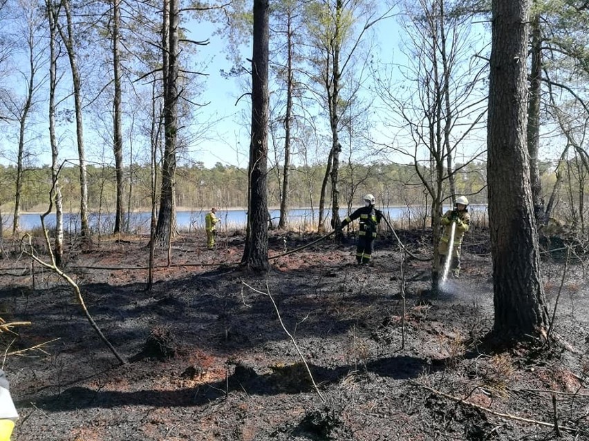Pożar w lesie niedaleko miejscowości Wierzchosław, w...